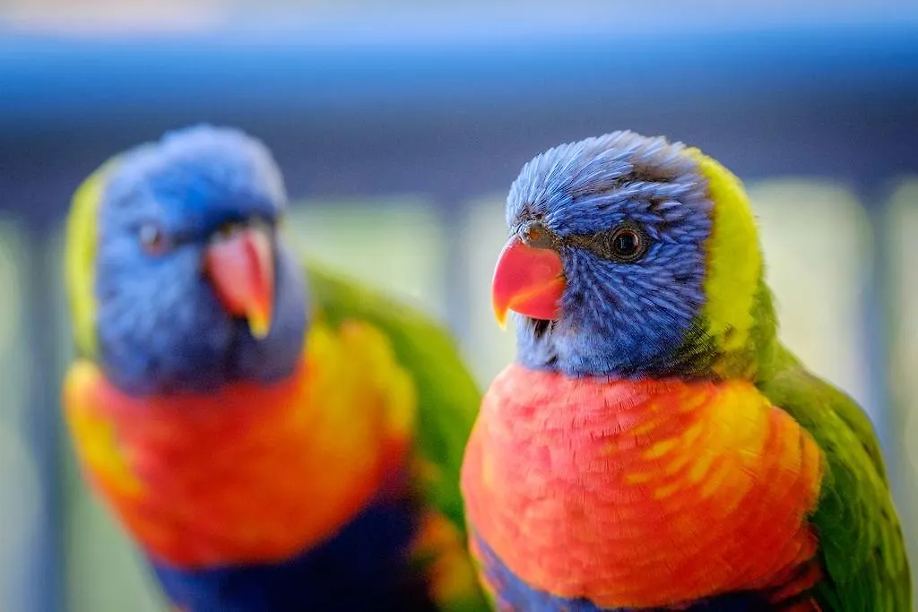 Aparthotel Sanctuary Lake Apartments Gold Coast